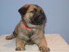 Kp litter Ewok - ADOPTED 02.26.16
