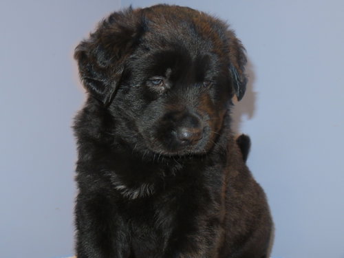 Kp Litter Kylo - ADOPTED 02.26.16