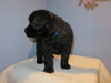 Kp Litter Kylo - ADOPTED 02.26.16