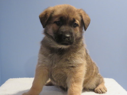 Kp litter Naboo -ADOPTED 02.26.16