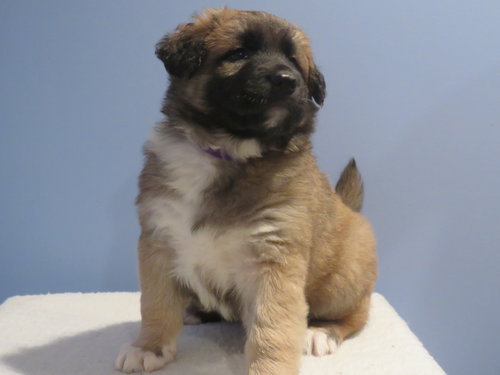 Kp Litter Rey - ADOPTED 03.02.16