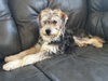 Op litter - Shaggy - ADOPTED 3.18.16