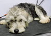 Op litter - Shaggy - ADOPTED 3.18.16