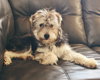 Op litter - Shaggy - ADOPTED 3.18.16