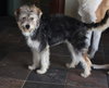 Op litter - Shaggy - ADOPTED 3.18.16
