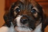 Pp Litter Adonis - ADOPTED 03.19.16