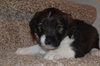 Pp Litter Adonis - ADOPTED 03.19.16