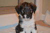 Pp Litter Adonis - ADOPTED 03.19.16