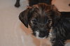 Pp Litter Adonis - ADOPTED 03.19.16