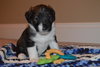 Pp Litter Adonis - ADOPTED 03.19.16