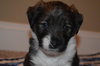 Pp Litter Adonis - ADOPTED 03.19.16