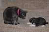 Pp Litter Adonis - ADOPTED 03.19.16
