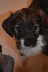 Pp Litter Adonis - ADOPTED 03.19.16