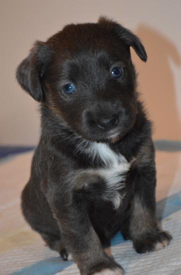 Pp litter Aphaea - ADOPTED 03.17.16