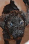 Pp litter Aphaea - ADOPTED 03.17.16