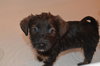 Pp litter Aphaea - ADOPTED 03.17.16
