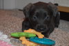 Pp litter Aphaea - ADOPTED 03.17.16