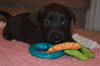 Pp litter Aphaea - ADOPTED 03.17.16