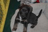 Pp litter Aphaea - ADOPTED 03.17.16