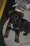 Pp litter Aphaea - ADOPTED 03.17.16