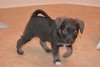 Pp litter Aphaea - ADOPTED 03.17.16
