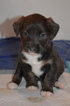 Pp Litter Aphrodite - ADOPTED 04.02.16