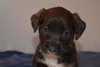 Pp Litter Aphrodite - ADOPTED 04.02.16