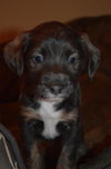 Pp Litter Aphrodite - ADOPTED 04.02.16