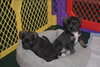 Pp Litter Aphrodite - ADOPTED 04.02.16