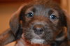 Pp Litter Aphrodite - ADOPTED 04.02.16