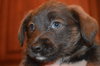 Pp Litter Aphrodite - ADOPTED 04.02.16