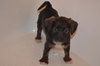 Pp Litter Aphrodite - ADOPTED 04.02.16