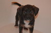 Pp Litter Aphrodite - ADOPTED 04.02.16