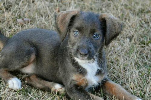 Pp Litter Aphrodite - ADOPTED 04.02.16