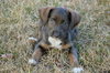 Pp Litter Aphrodite - ADOPTED 04.02.16