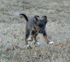 Pp Litter Aphrodite - ADOPTED 04.02.16