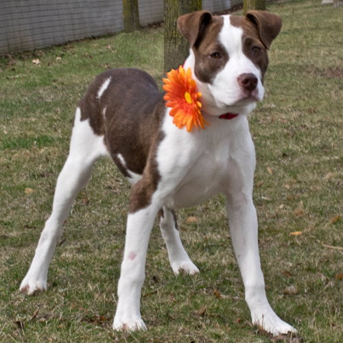 Petra - ADOPTED 3.31.16