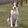 Petra - ADOPTED 3.31.16