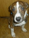 Trooper - ADOPTED 03.25.16
