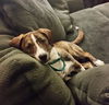 Trooper - ADOPTED 03.25.16