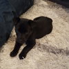 Kiley - ADOPTED 03.18.16