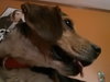 Seymour - ADOPTED 3.21.16