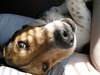 Seymour - ADOPTED 3.21.16