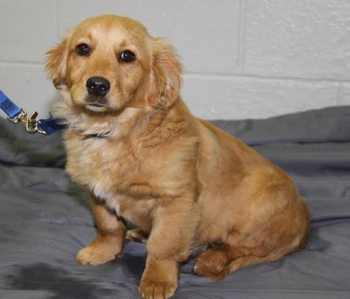 Qp litter - Renegade - ADOPTED 3.31.16