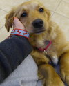 Qp litter - Renegade - ADOPTED 3.31.16