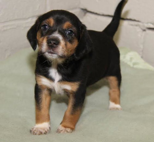 Rp litter Sequoia - ADOPTED 03.30.16