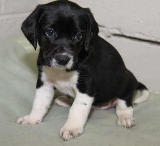 Rp litter Cypress - ADOPTED 03.30.16