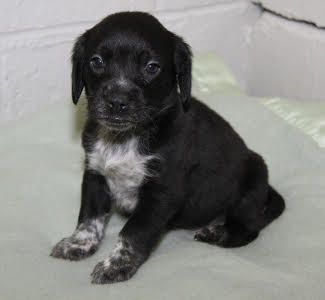 Rp litter Ash - ADOPTED 03.30.16