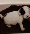 Sp Litter Monroe - ADOPTED 04.26.16