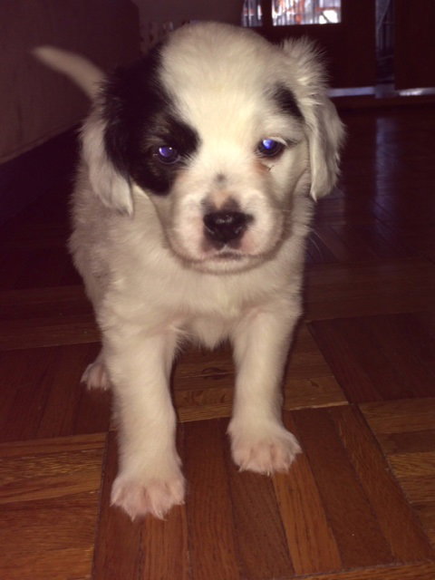 Sp Litter Monroe - ADOPTED 04.26.16